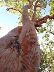Angophora